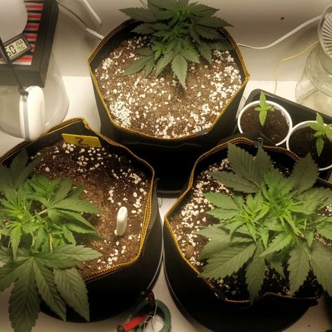 Creme-de-la-Chem x Skywalker growlog timeline photo