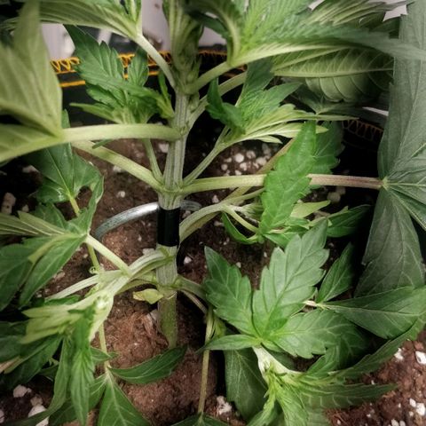 Creme-de-la-Chem x Skywalker growlog photo: Stem broken, tejp. 