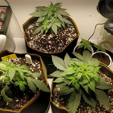 Creme-de-la-Chem x Skywalker growlog photo: #2 sad, broken stem, tejped.