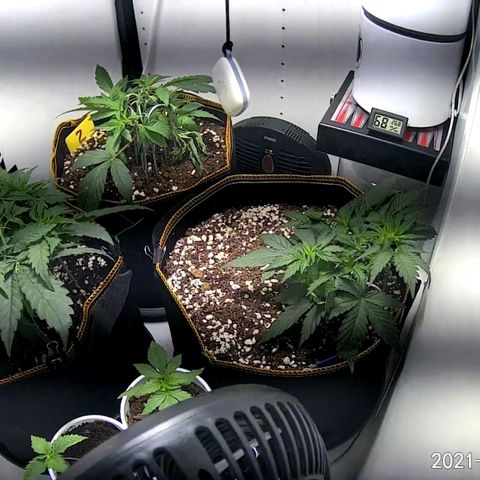 Creme-de-la-Chem x Skywalker growlog timeline photo