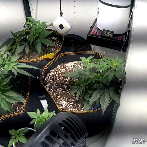 Creme-de-la-Chem x Skywalker growlog timeline photo