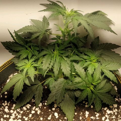 Creme-de-la-Chem x Skywalker growlog photo: Recovery, broken stem