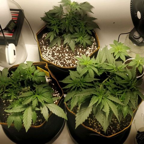 Creme-de-la-Chem x Skywalker growlog photo: Recovery, broken stem