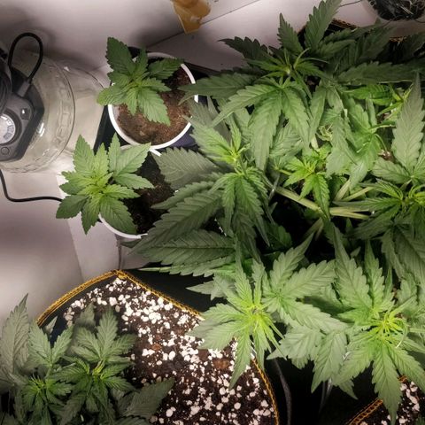Creme-de-la-Chem x Skywalker growlog photo: Recovery, broken stem