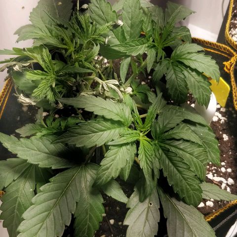 Creme-de-la-Chem x Skywalker growlog photo: Recovery, broken stem