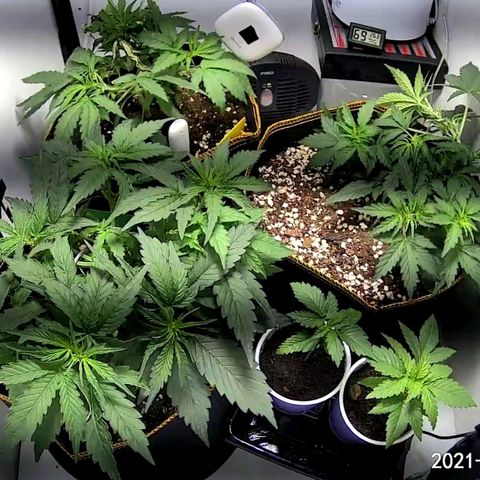 Creme-de-la-Chem x Skywalker growlog timeline photo
