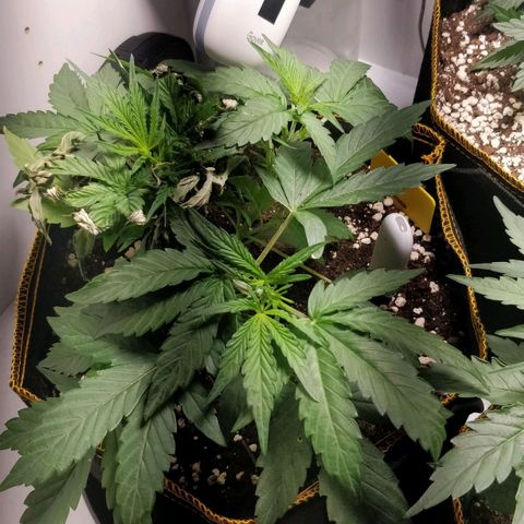 Creme-de-la-Chem x Skywalker growlog photo: Stem healing but stunned 😴