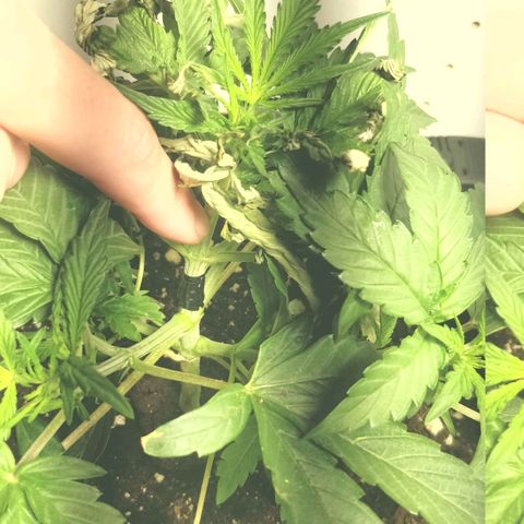 Creme-de-la-Chem x Skywalker growlog photo: Stem healing but stunned 😴