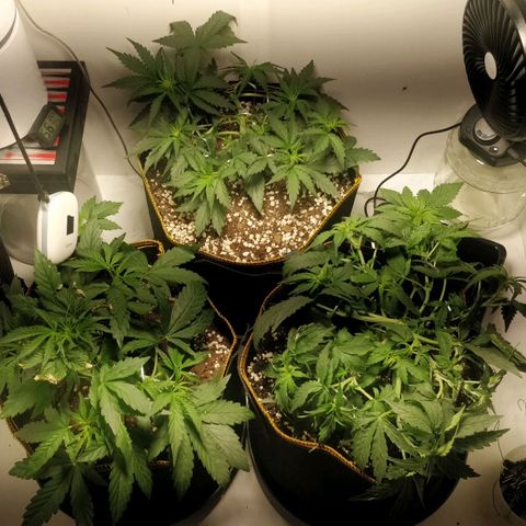 Creme-de-la-Chem x Skywalker growlog timeline photo