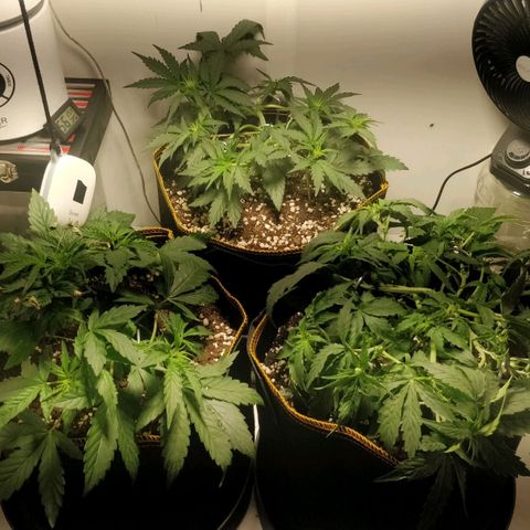 Creme-de-la-Chem x Skywalker growlog timeline photo