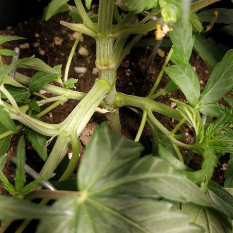 Creme-de-la-Chem x Skywalker growlog photo: #2 Broken stem healed 