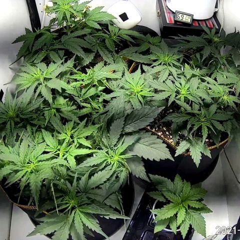 Creme-de-la-Chem x Skywalker growlog timeline photo