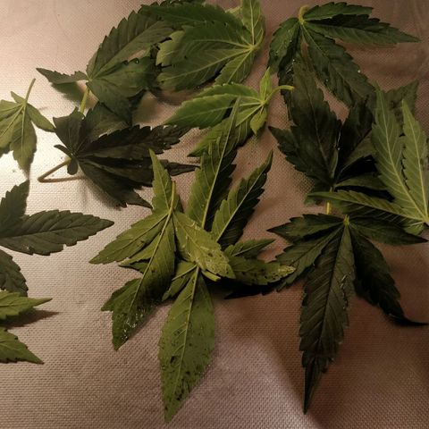 Creme-de-la-Chem x Skywalker growlog photo: Defoil #1