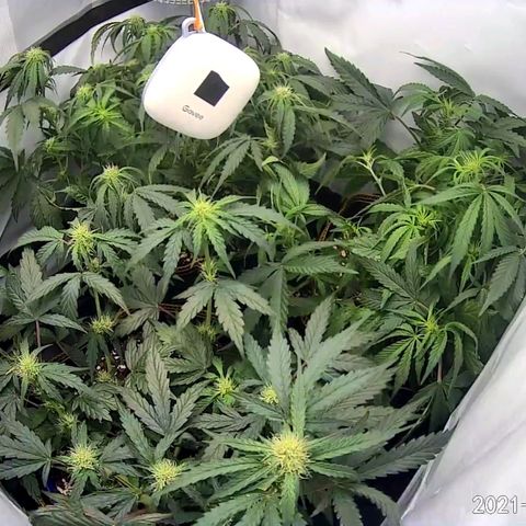 Creme-de-la-Chem x Skywalker growlog timeline photo