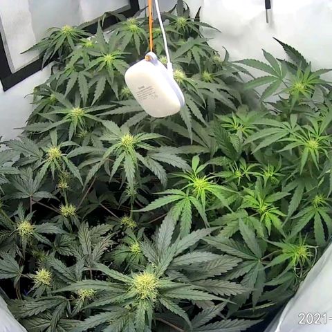 Creme-de-la-Chem x Skywalker growlog timeline photo