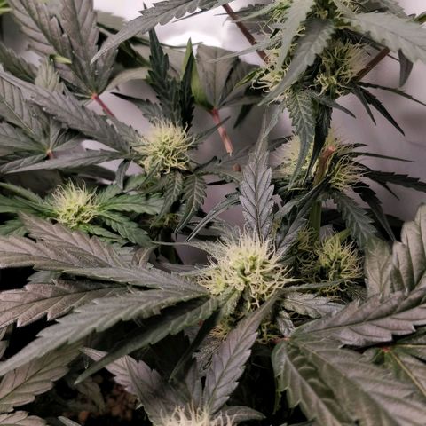 Creme-de-la-Chem x Skywalker growlog timeline photo