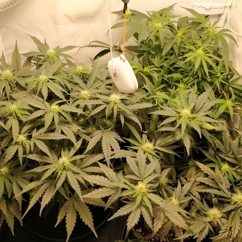 Creme-de-la-Chem x Skywalker growlog timeline photo