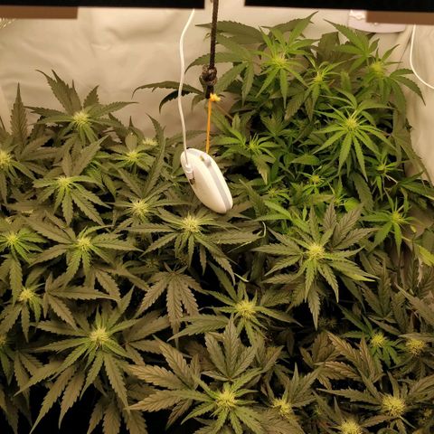 Creme-de-la-Chem x Skywalker growlog timeline photo