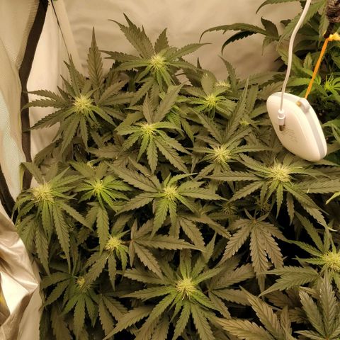 Creme-de-la-Chem x Skywalker growlog timeline photo