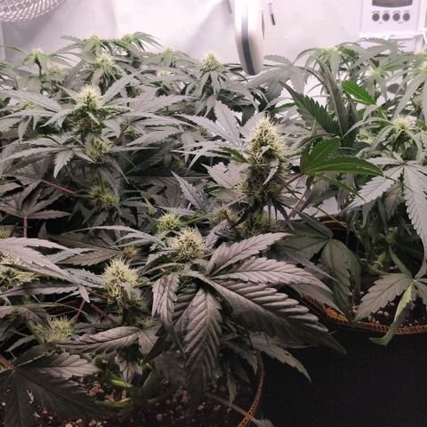 Creme-de-la-Chem x Skywalker growlog timeline photo