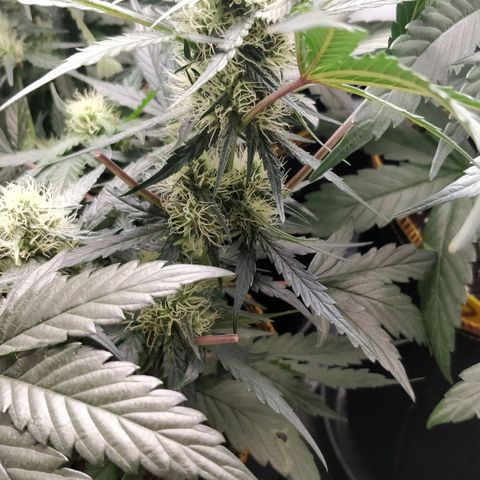 Creme-de-la-Chem x Skywalker growlog timeline photo