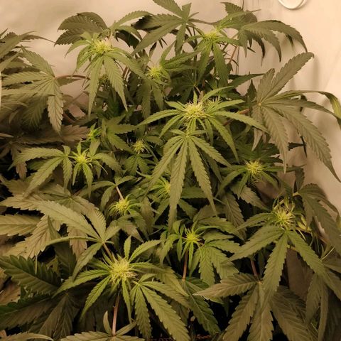 Creme-de-la-Chem x Skywalker growlog timeline photo