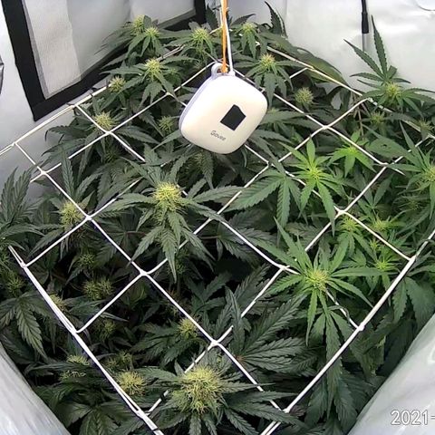 Creme-de-la-Chem x Skywalker growlog timeline photo
