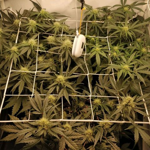 Creme-de-la-Chem x Skywalker growlog timeline photo