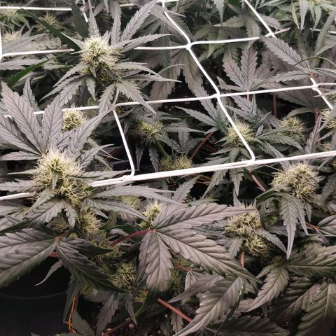 Creme-de-la-Chem x Skywalker growlog timeline photo