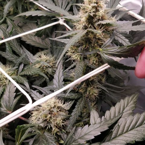 Creme-de-la-Chem x Skywalker growlog timeline photo
