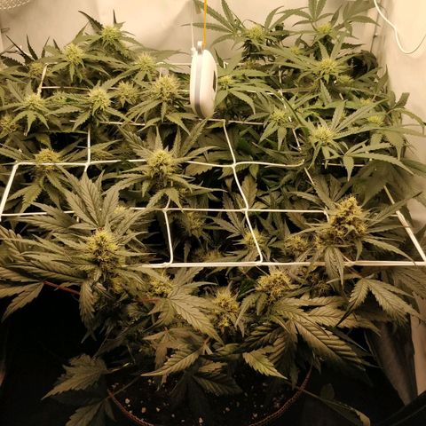 Creme-de-la-Chem x Skywalker growlog timeline photo