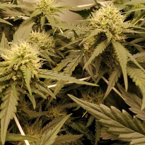 Creme-de-la-Chem x Skywalker growlog timeline photo