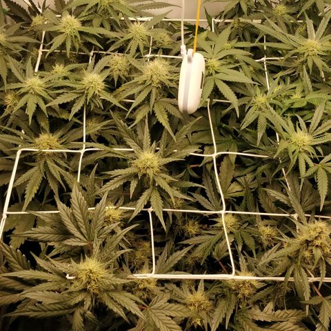 Creme-de-la-Chem x Skywalker growlog timeline photo