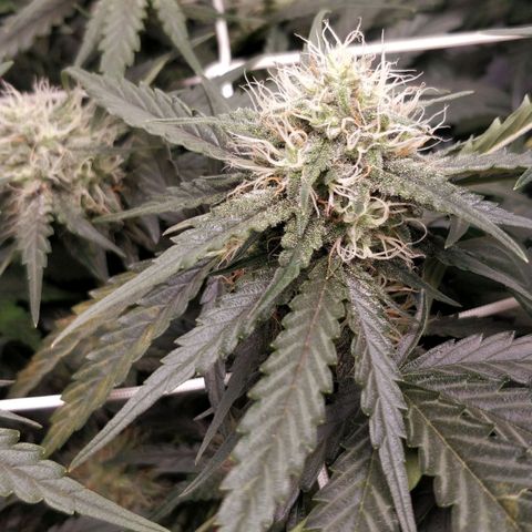 Creme-de-la-Chem x Skywalker growlog timeline photo