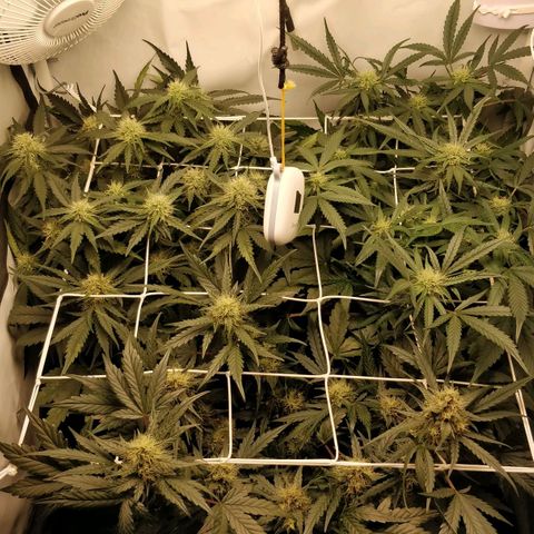 Creme-de-la-Chem x Skywalker growlog timeline photo