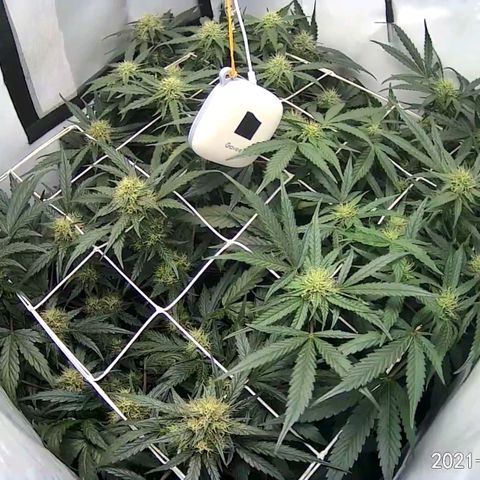 Creme-de-la-Chem x Skywalker growlog timeline photo