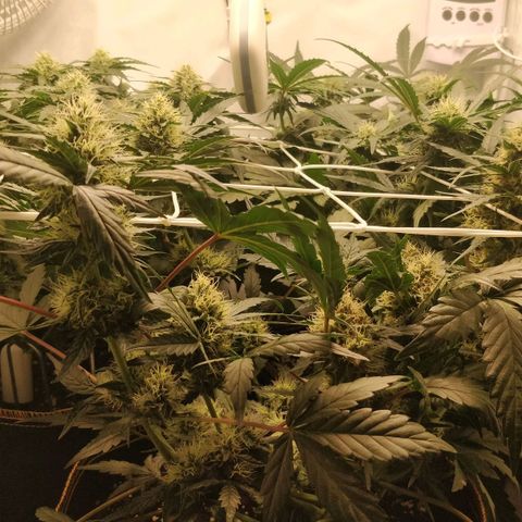 Creme-de-la-Chem x Skywalker growlog timeline photo