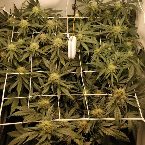 Creme-de-la-Chem x Skywalker growlog timeline photo
