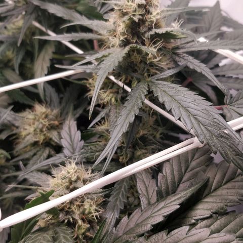 Creme-de-la-Chem x Skywalker growlog timeline photo