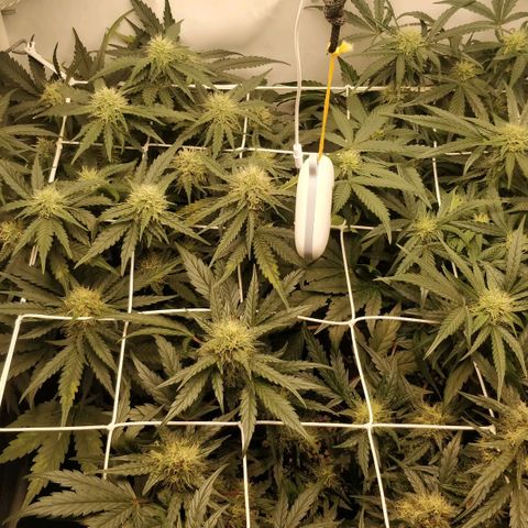 Creme-de-la-Chem x Skywalker growlog timeline photo