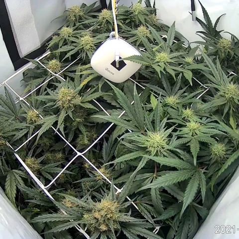 Creme-de-la-Chem x Skywalker growlog timeline photo