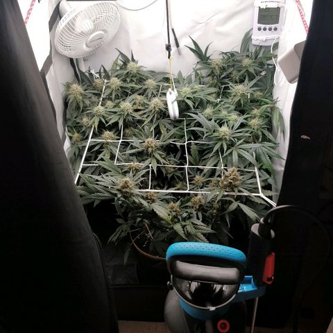 Creme-de-la-Chem x Skywalker growlog timeline photo