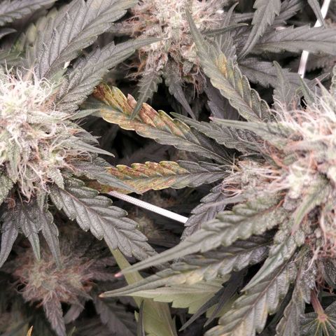 Creme-de-la-Chem x Skywalker growlog timeline photo