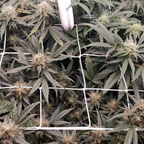 Creme-de-la-Chem x Skywalker growlog timeline photo