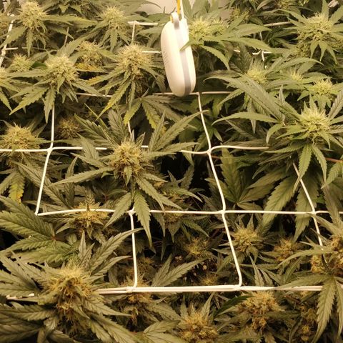 Creme-de-la-Chem x Skywalker growlog timeline photo