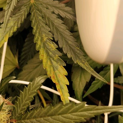 Creme-de-la-Chem x Skywalker growlog timeline photo
