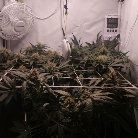 Creme-de-la-Chem x Skywalker growlog timeline photo