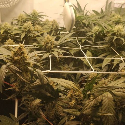 Creme-de-la-Chem x Skywalker growlog timeline photo