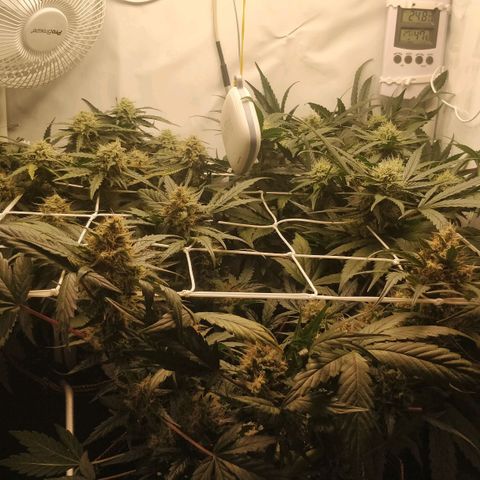 Creme-de-la-Chem x Skywalker growlog timeline photo