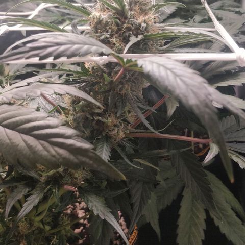 Creme-de-la-Chem x Skywalker growlog timeline photo
